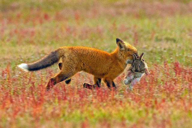 aigle-vol-lapin-renard-01