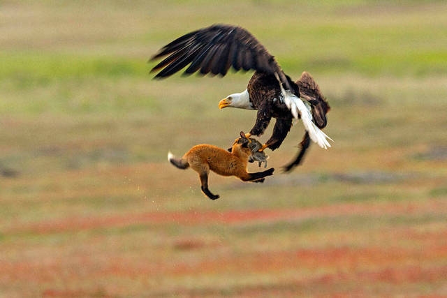 aigle-vol-lapin-renard-03