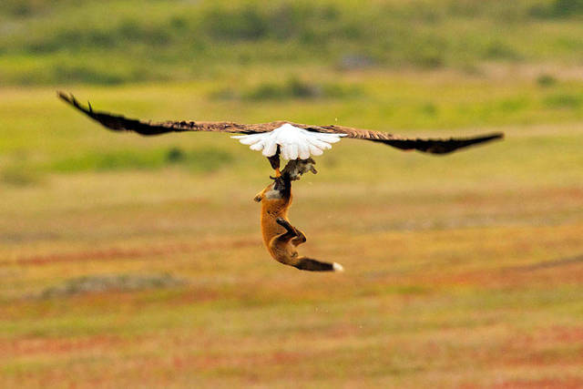 aigle-vol-lapin-renard-04