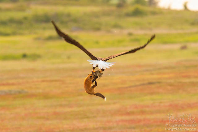 aigle-vol-lapin-renard-05
