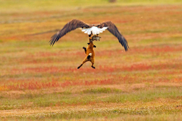 aigle-vol-lapin-renard-06