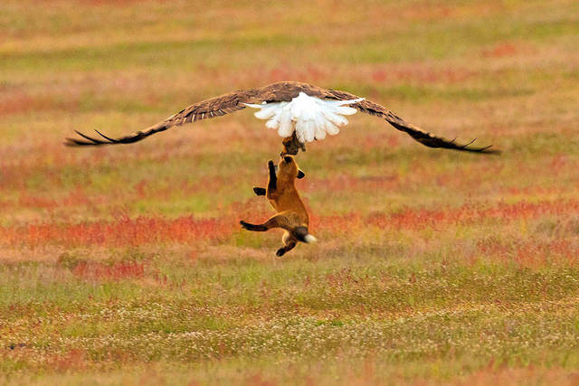 aigle-vol-lapin-renard-07