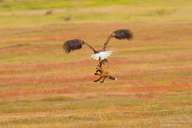 aigle-vol-lapin-renard-08