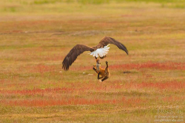aigle-vol-lapin-renard-09