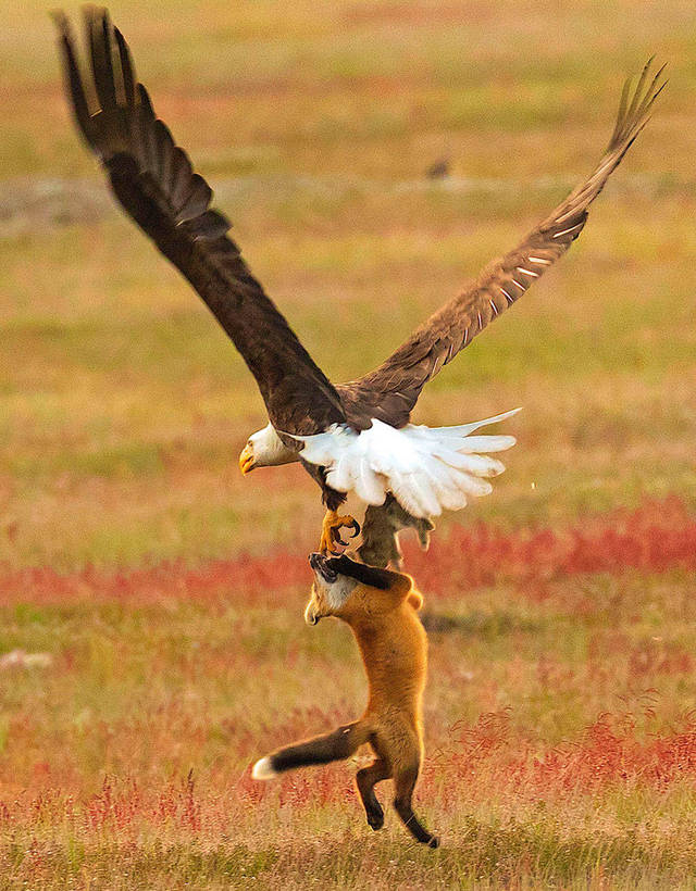 aigle-vol-lapin-renard-10