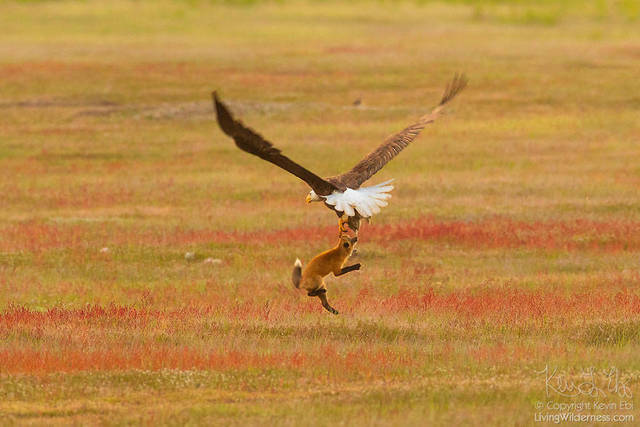 aigle-vol-lapin-renard-11