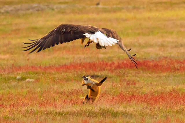 aigle-vol-lapin-renard-12