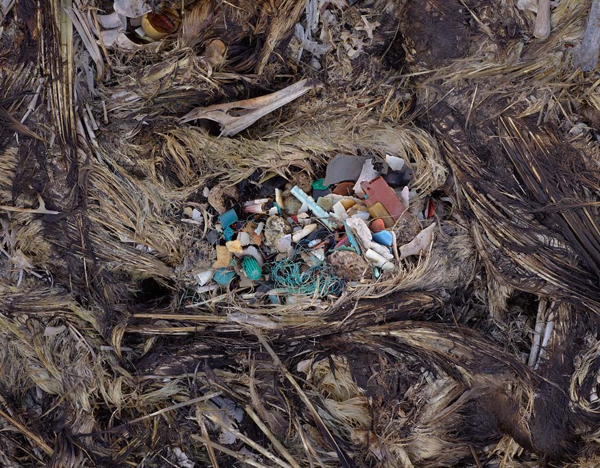 Окружающая среда и птицы. Птицы и мусор. Птицы на свалках. Загрязнение природы животные. Загрязненная природа животные.