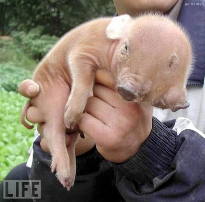 Un Bebe Cochon A Deux Tetes