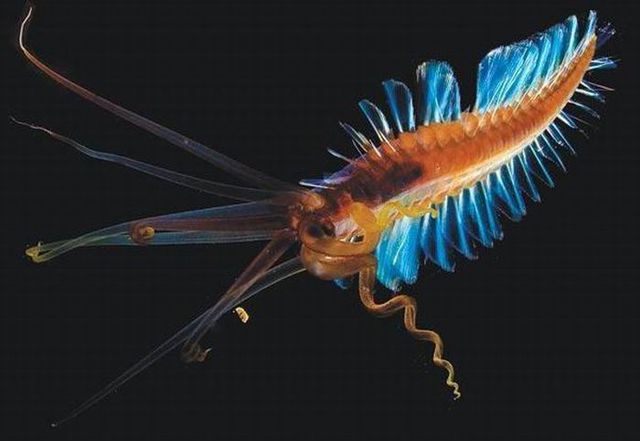 animaux-flippants-et-impresionnants