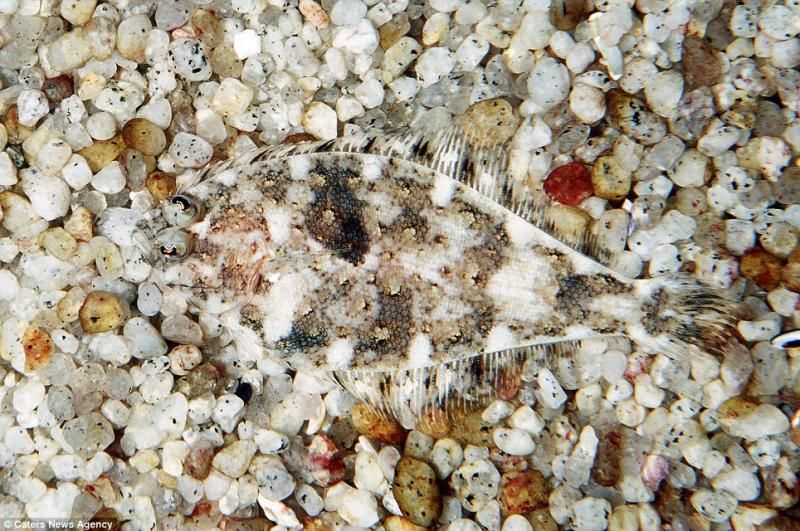 animaux-maitres-camouflage-03