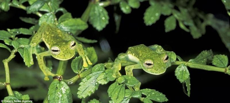 animaux-maitres-camouflage-05