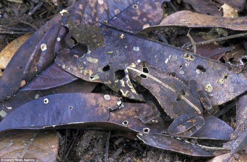 animaux-maitres-camouflage-07