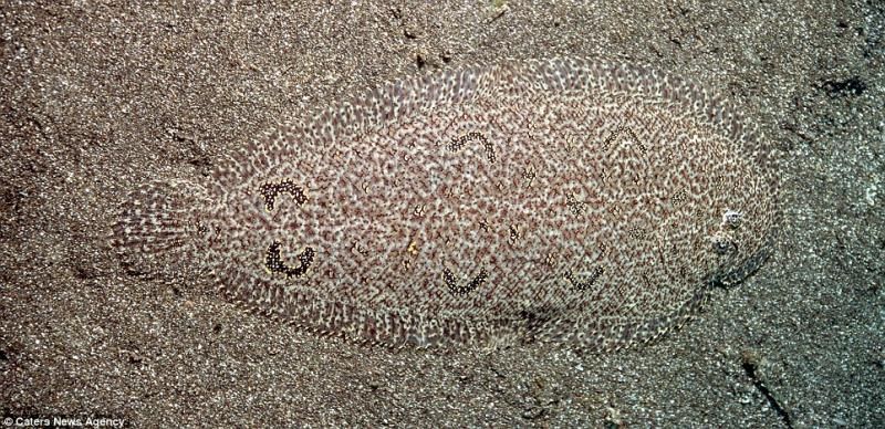 animaux-maitres-camouflage-10