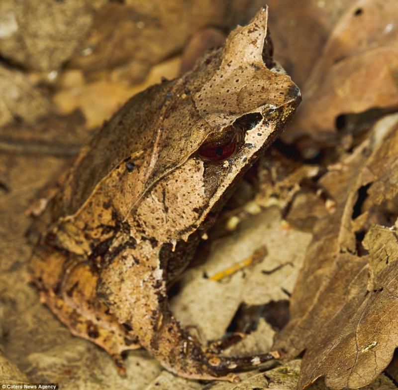 animaux-maitres-camouflage-12