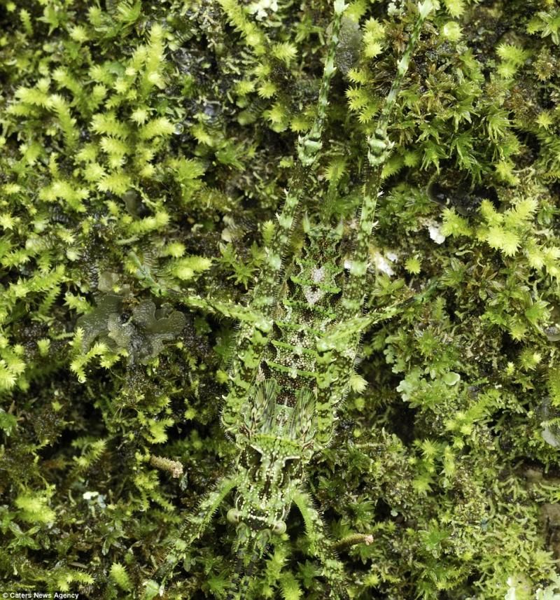 animaux-maitres-camouflage-14
