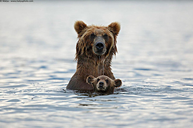 animaux-sauvages-parents-01