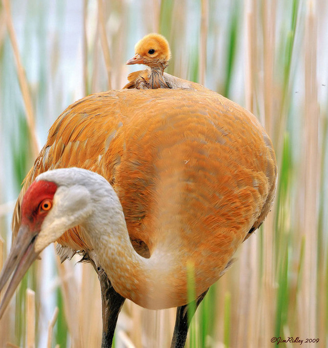 animaux-sauvages-parents-06