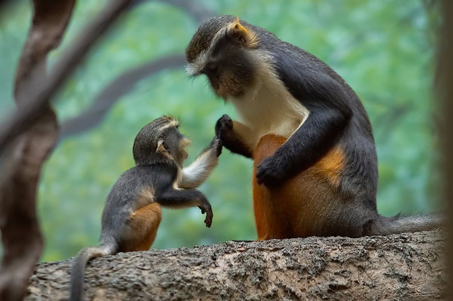 animaux-sauvages-parents-13