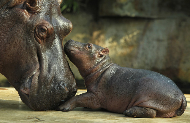 animaux-sauvages-parents-16