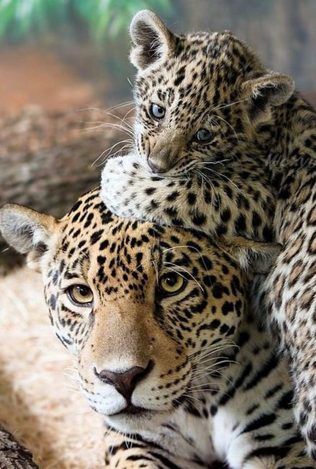 animaux-sauvages-parents-23