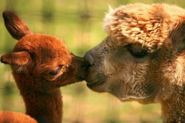 animaux-sauvages-parents-27