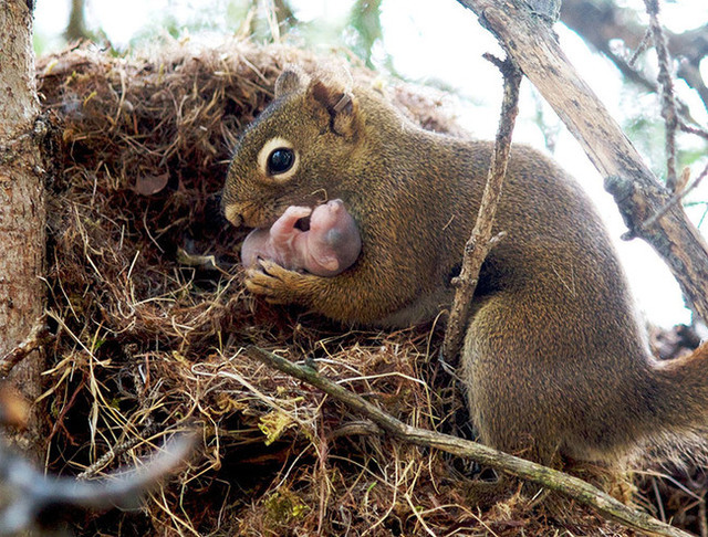 animaux-sauvages-parents-33