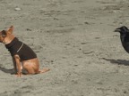 decollage-dun-chien