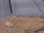 gif-souris-matrix