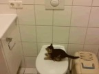 chaton-toilettes-saut-fail