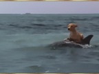 chien-surfe-sur-daupin