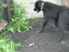 gifs-vrac-4809