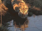 tigre-qui-boit-leau