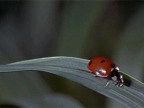 coccinelle-accident-goutte-eau