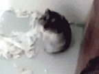 hamster-wasted
