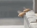 accident-entre-2-abeilles