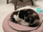 chat-decouvre-portail