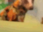 chien-danseur-canape