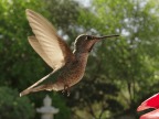 colibri-vol-stationnaire