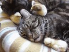 poussin-picore-oreille-chat