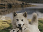 maman-loup-ses-petits
