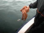 poulpe-prend-couleur-bateau