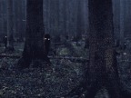 quelque-chose-regarde-foret