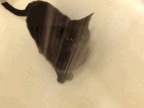 chat-boit-eau-baignoire