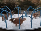 corgis-tourniquet