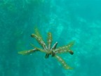etoile-mer-verte-plante-qui-nage