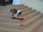 chien-skateboard-escaliers
