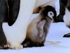pingouin-celebre-ses-2-pas