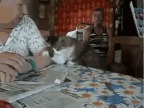 chat-qui-montre-comment-caresser