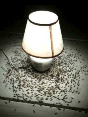 insectes-tourner-autour-lampe